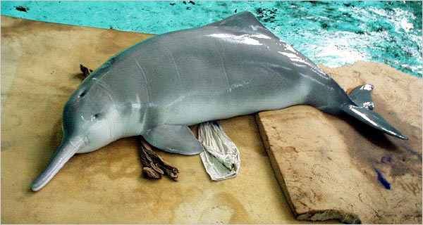 folyami delfin