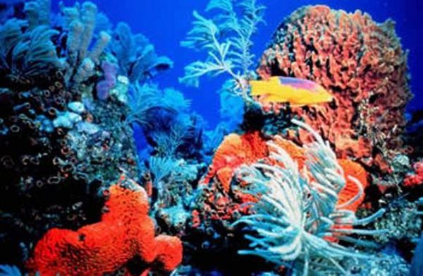 korallfakulás